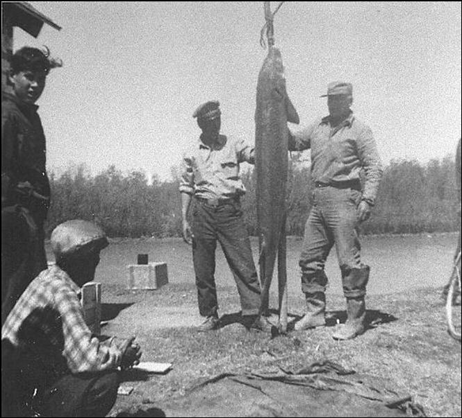 Capture of a 145 lb lake sturgeon near the community of Cumberland House, Saskatchewan, 1961