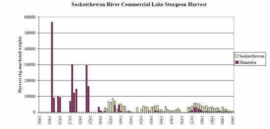 Sturgeon Fishing On The North Saskatchewan - NA Outdoorsman