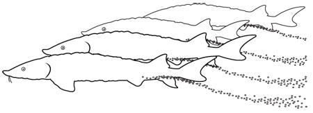 Colouring Page of Male and Female fish spawning
