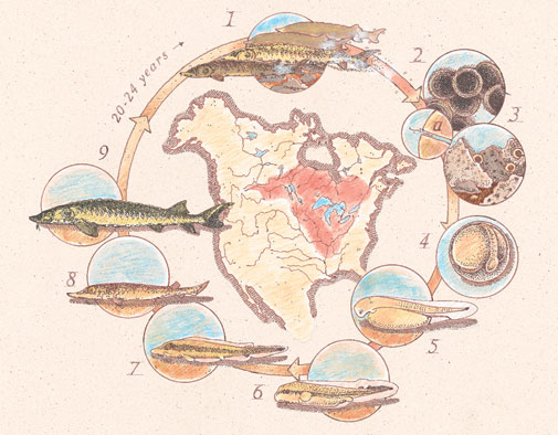 Life Cycle Diagram