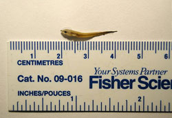 Larvae with ruler showing less than 2 centimeters long