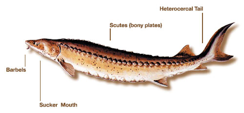 Lake sturgeon diagram