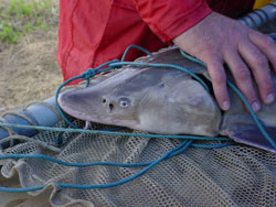 Adult sturgeon head