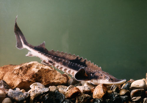 Young sturgeon