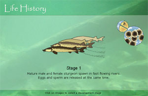 Life cycle viewer screenshot