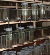 Sturgeon eggs in incubation jars