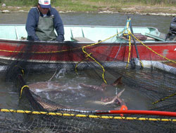 Fish in net pens