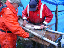 Sturgeon check for ripeness