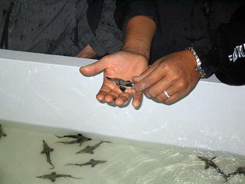 Small sturgeon fingerling held in hand