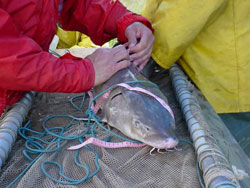 Measuring sturgeon girth