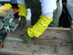 Measuring sturgeon on a ruler