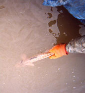 Sturgeon being released into water