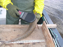 Scanning sturgeon