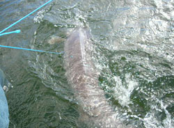 Sturgeon in water