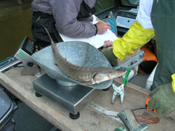 Weighing a sturgeon in a scale